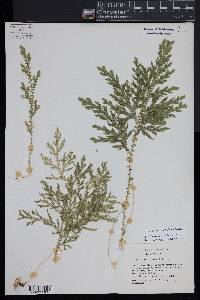 Selaginella stellata image