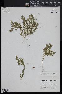 Selaginella huehuetenangensis image