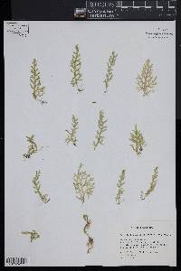 Selaginella novae-hollandiae image