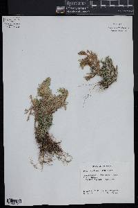 Selaginella pallescens image