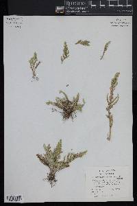 Selaginella pallescens image