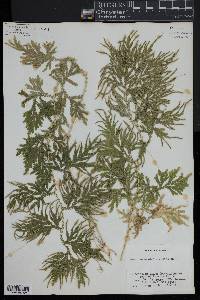 Selaginella plana image