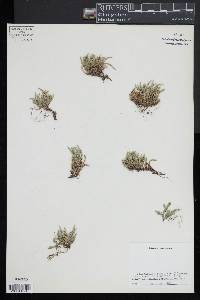 Selaginella rupestris image