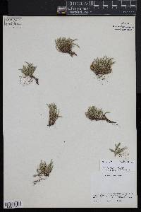 Selaginella rupestris image