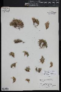 Selaginella scopulorum image