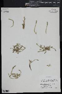 Selaginella selaginoides image