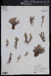 Selaginella sellowii image