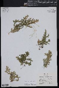 Selaginella flexuosa image