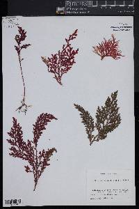 Selaginella umbrosa image