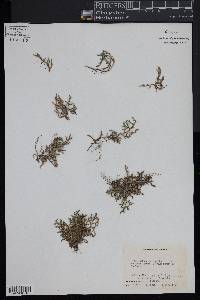 Selaginella underwoodii image