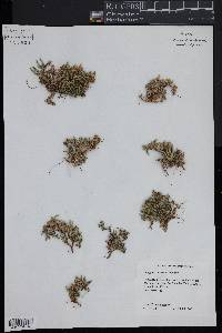 Selaginella watsonii image