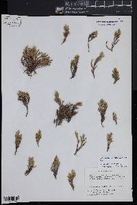 Selaginella weatherbiana image