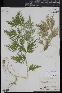 Selaginella willdenowii image