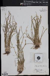 Isoëtes engelmannii image