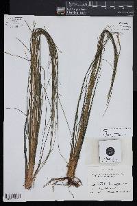 Isoetes longissima subsp. longissima image