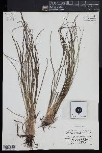 Isoetes x bruntonii image