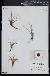 Isoetes x eatonii image