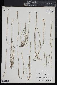 Equisetum bogotense image