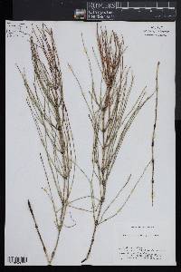 Equisetum palustre image