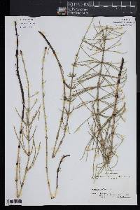 Equisetum palustre image