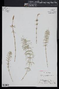 Equisetum pratense image