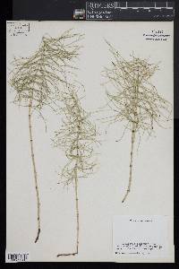 Equisetum pratense image