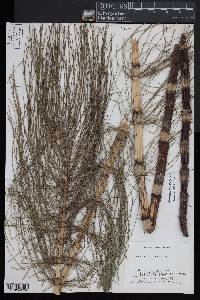 Equisetum telmateia image