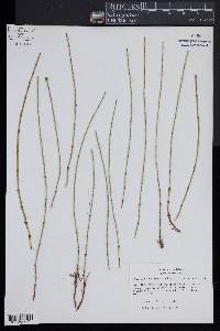 Equisetum variegatum image