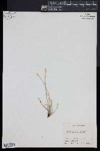 Equisetum variegatum image