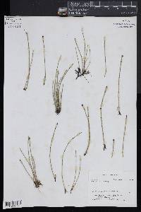 Equisetum variegatum image