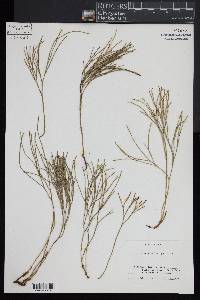 Psilotum nudum image