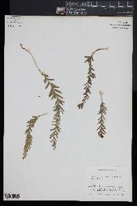 Tmesipteris elongata image