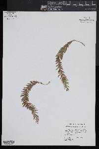 Tmesipteris sigmatifolia image