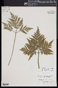 Sceptridium japonicum image