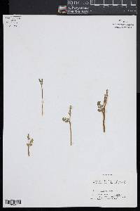 Botrychium minganense image