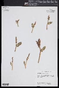 Botrychium minganense image