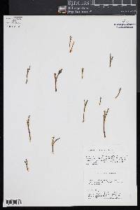 Botrychium montanum image