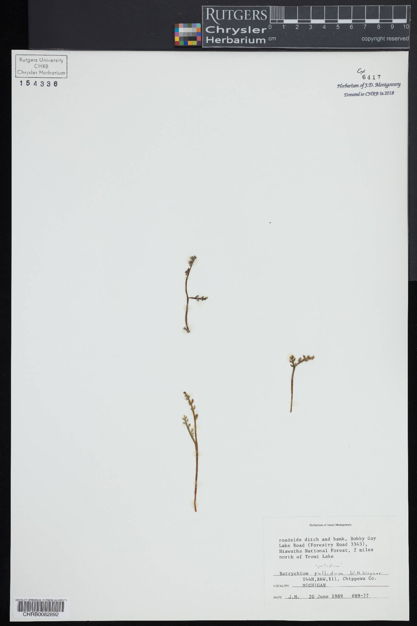 Botrychium pallidum image
