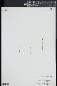 Botrychium simplex image