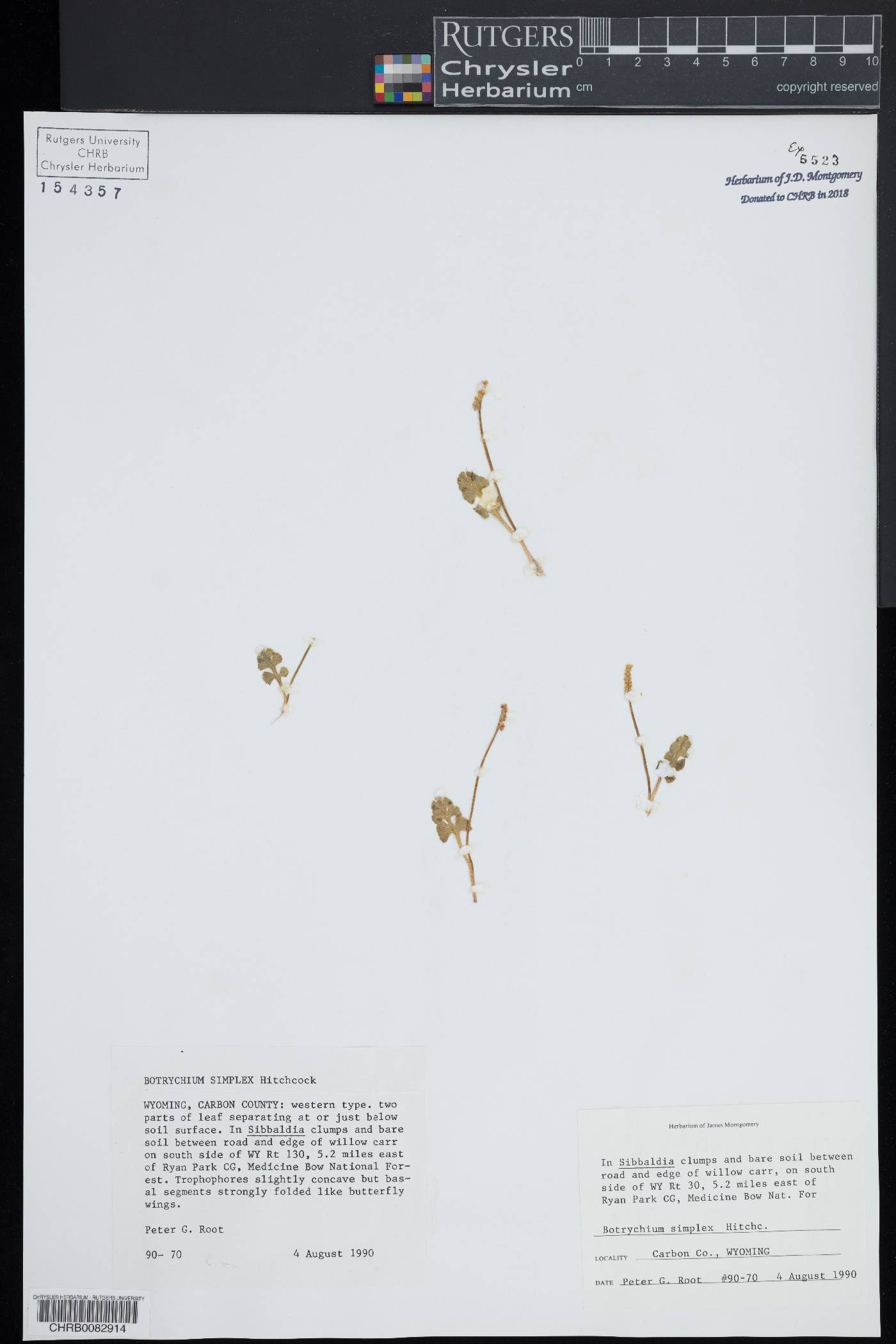 Botrychium simplex subsp. simplex image