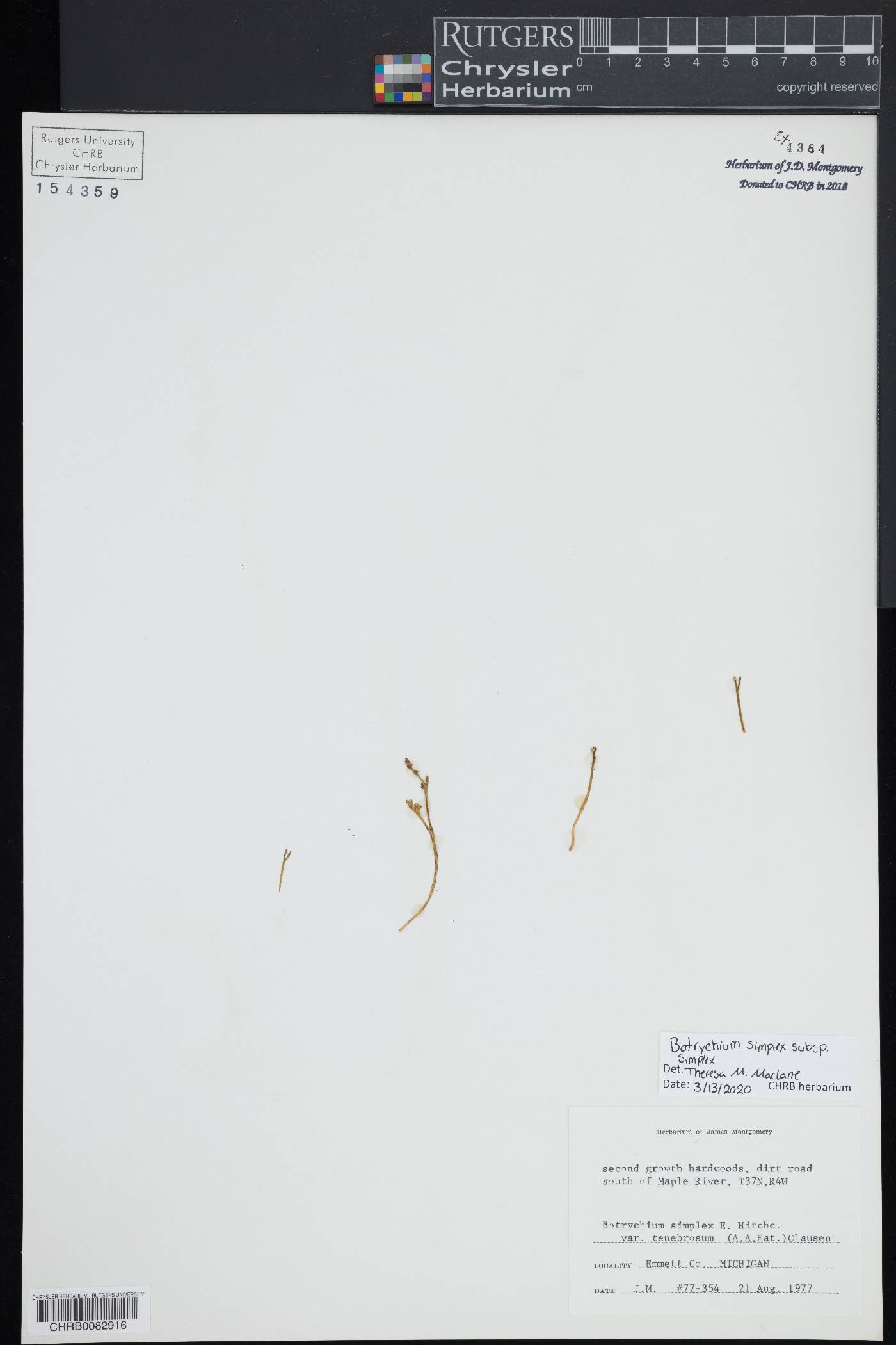 Botrychium simplex subsp. simplex image