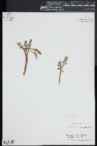 Botrychium spathulatum image