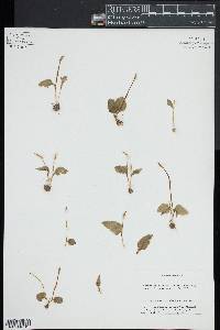 Ophioglossum crotalophoroides image