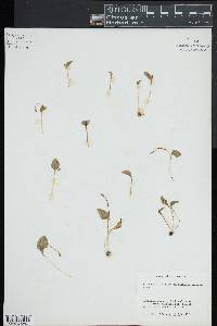 Ophioglossum crotalophoroides image