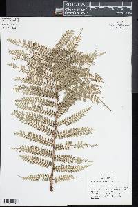 Marattia weinmanniifolia image