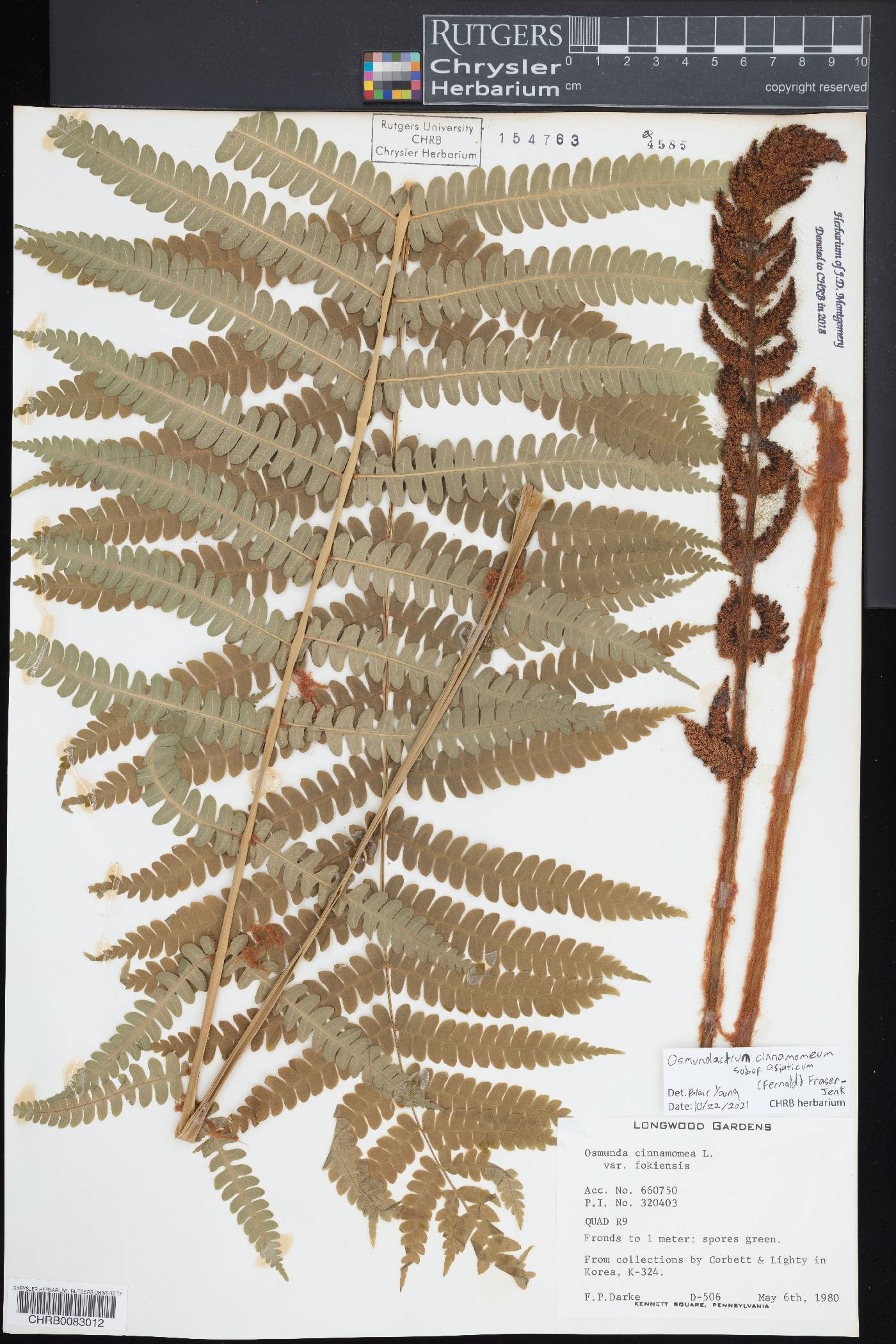 Osmundastrum cinnamomeum subsp. asiaticum image