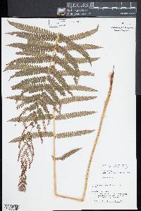 Osmundastrum cinnamomeum subsp. cinnamomeum image