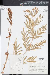 Osmunda lancea image