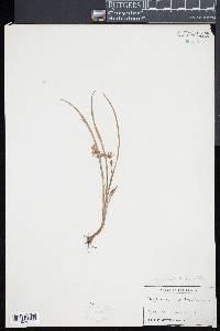 Botrychium simplex subsp. simplex image