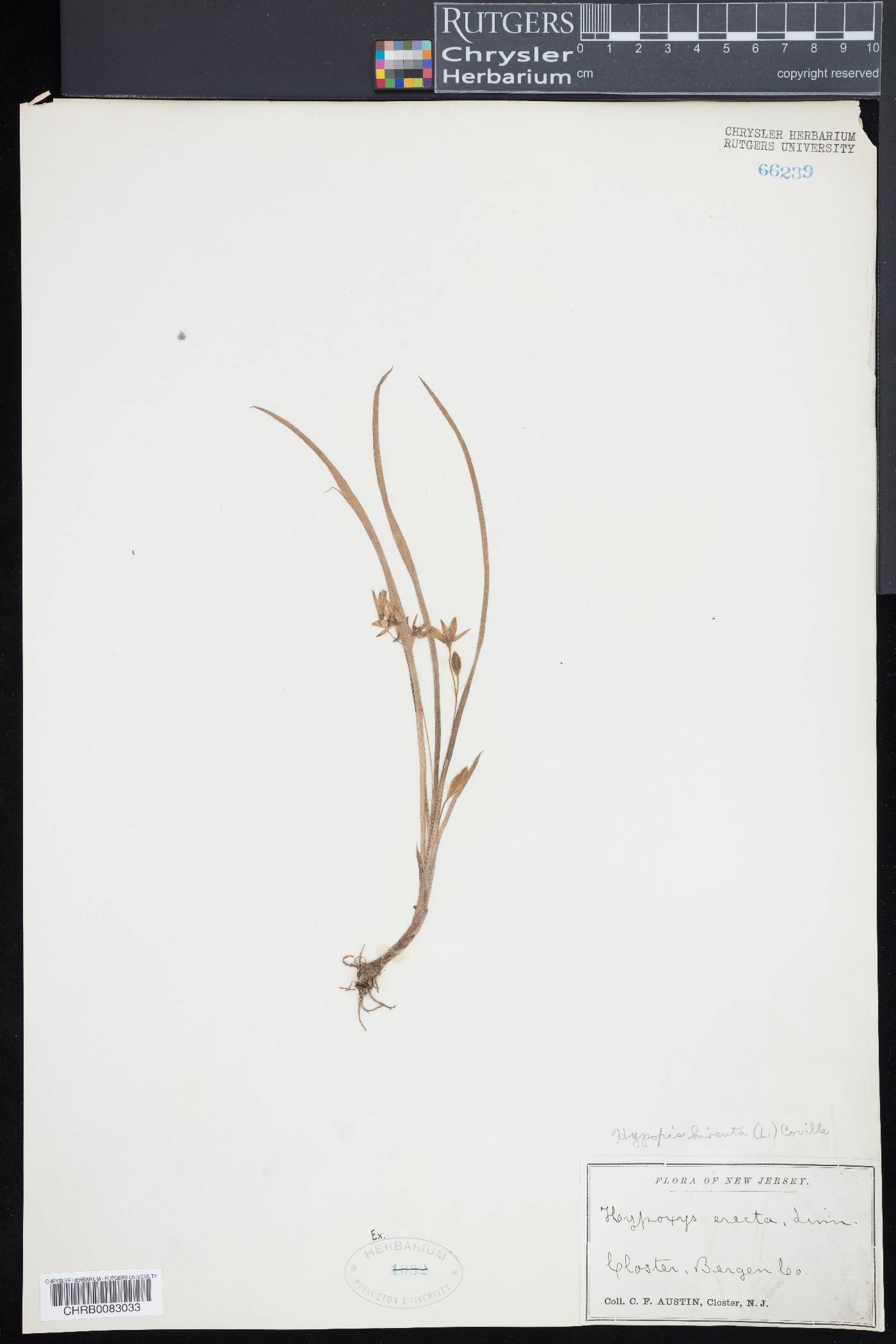 Botrychium simplex subsp. simplex image